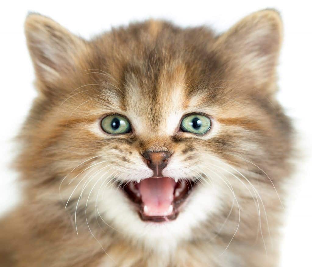 Can I Use Organic Milk Thistle For My Cat Can I Use Organic Milk Thistle For My Cat