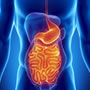 Digestion & Kidney