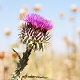 Milk Thistle