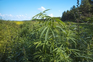 Industrial Hemp Farm