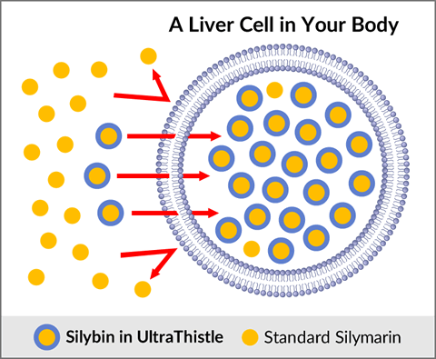 Silybin Phytosome Absorption Silybin Phytosome Absorption