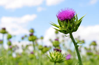 Milk thistle field Milk thistle field