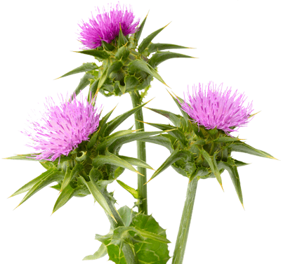 milk thistle plant