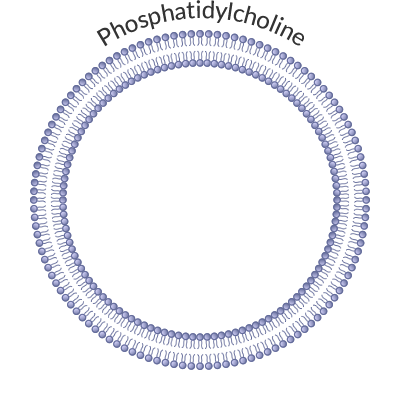 phosphatidylcholine shield