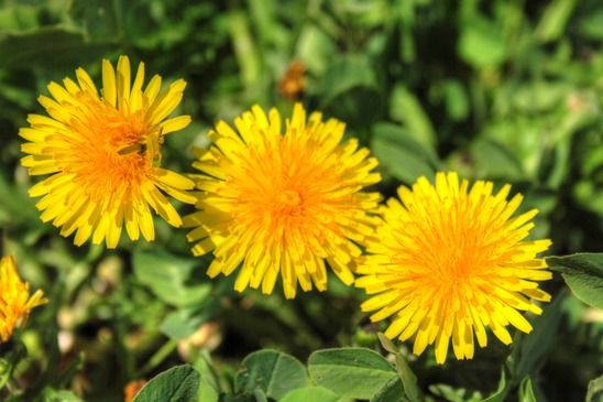 Dandelions and Liver Health