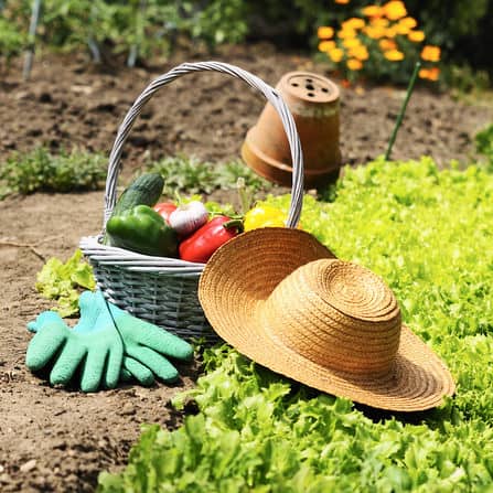 How to Start and Plan a Garden