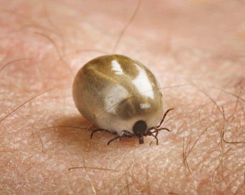 5 Tips to Stay Safe from Ticks