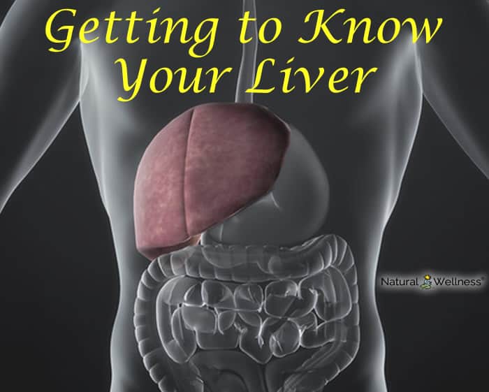 Getting to Know Your Liver