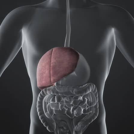Getting to Know Your Liver