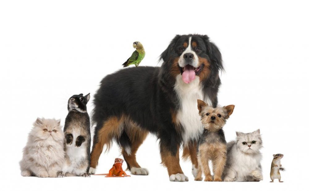 6 Great Reasons to Have a Pet
