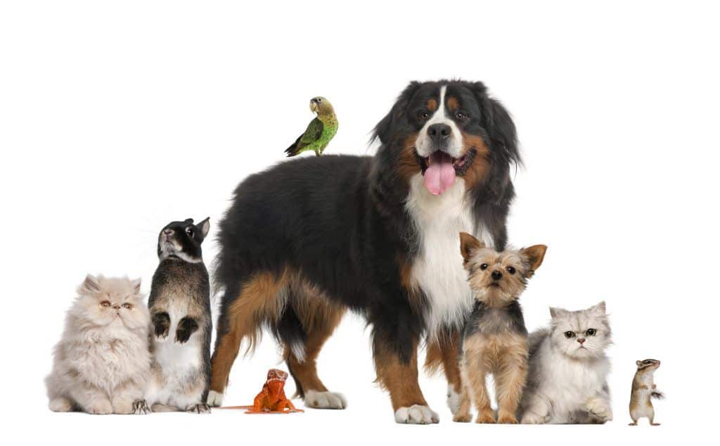 Reasons To Get A Dog Instead Of A Cat Reasons To Get A Dog Instead Of A Cat