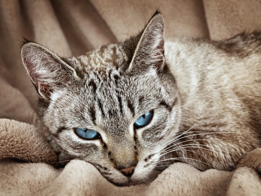 A Primer on Feline Arthritis