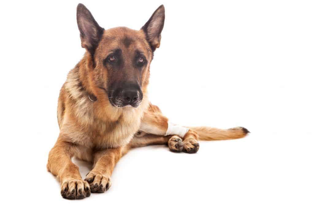What Can I Give My Senior Dog For Arthritis What Can I Give My Senior Dog For Arthritis
