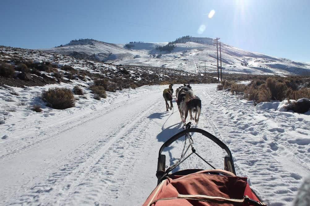 DogSledding1