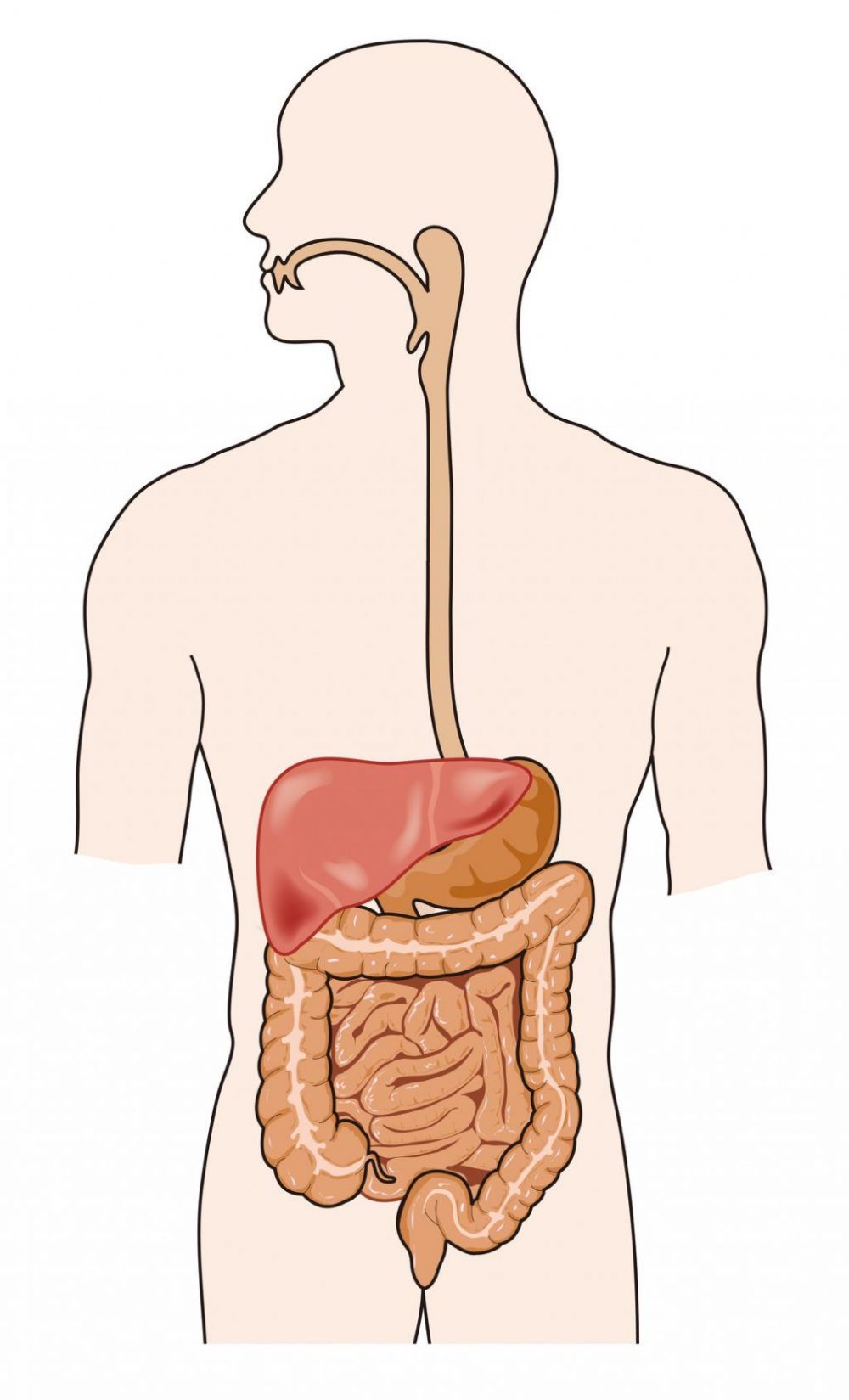 How Bacteria Affect Your Health