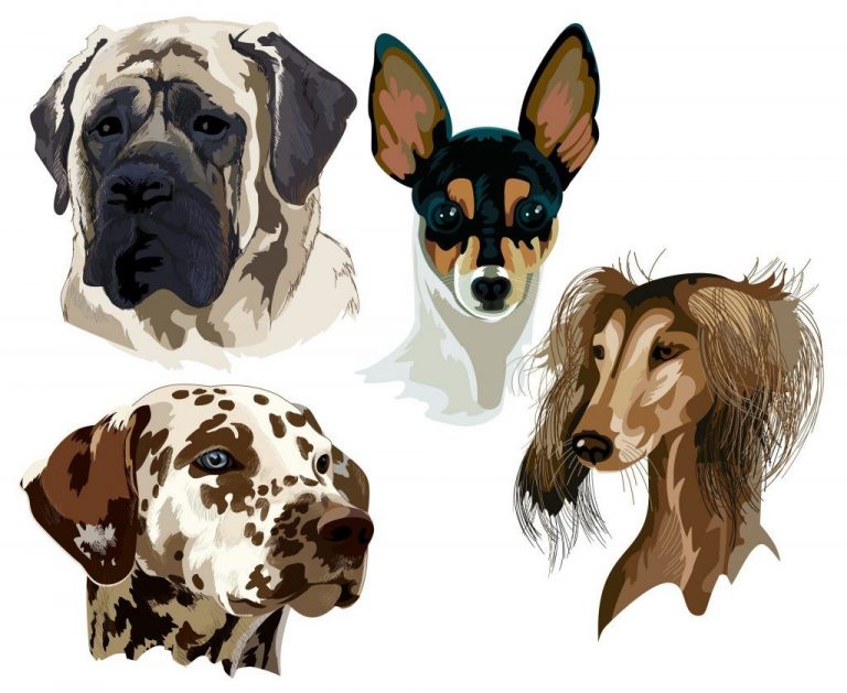 What dog breed is right for you 