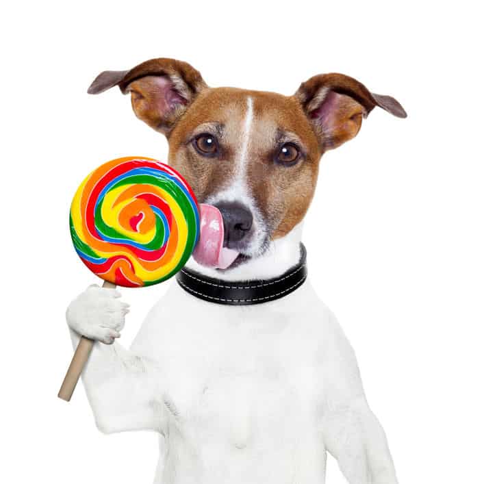 Natural Healing For Dogs And Cats Az Natural Healing For Dogs And Cats Az