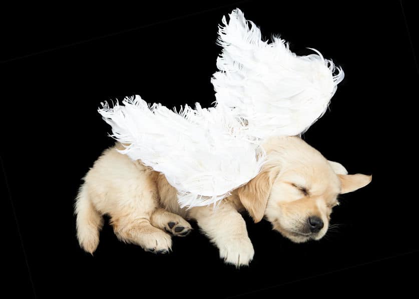 Can Dogs Be Our Guardian Angels?
