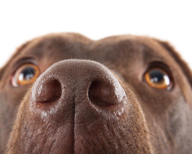 Did You Know? Dogs' Nose Prints