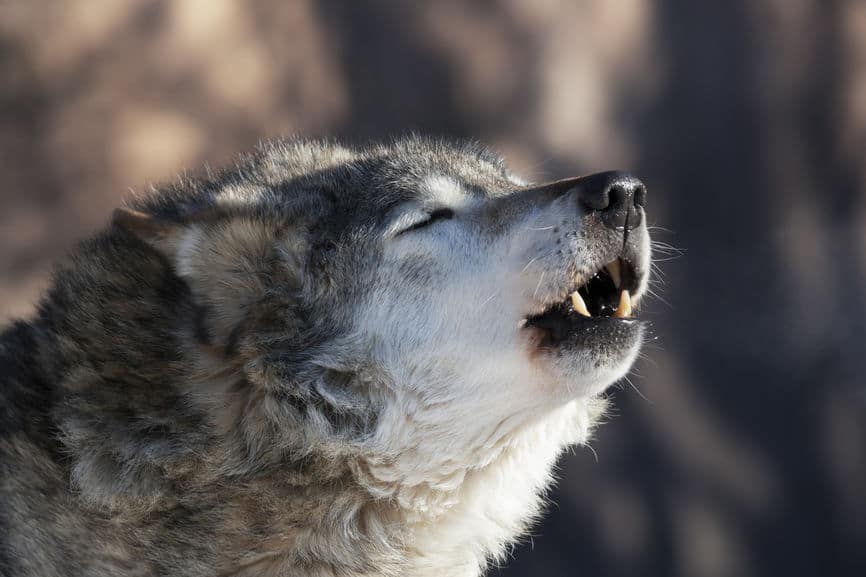 Did You Know? Dogs Are Related to Wolves