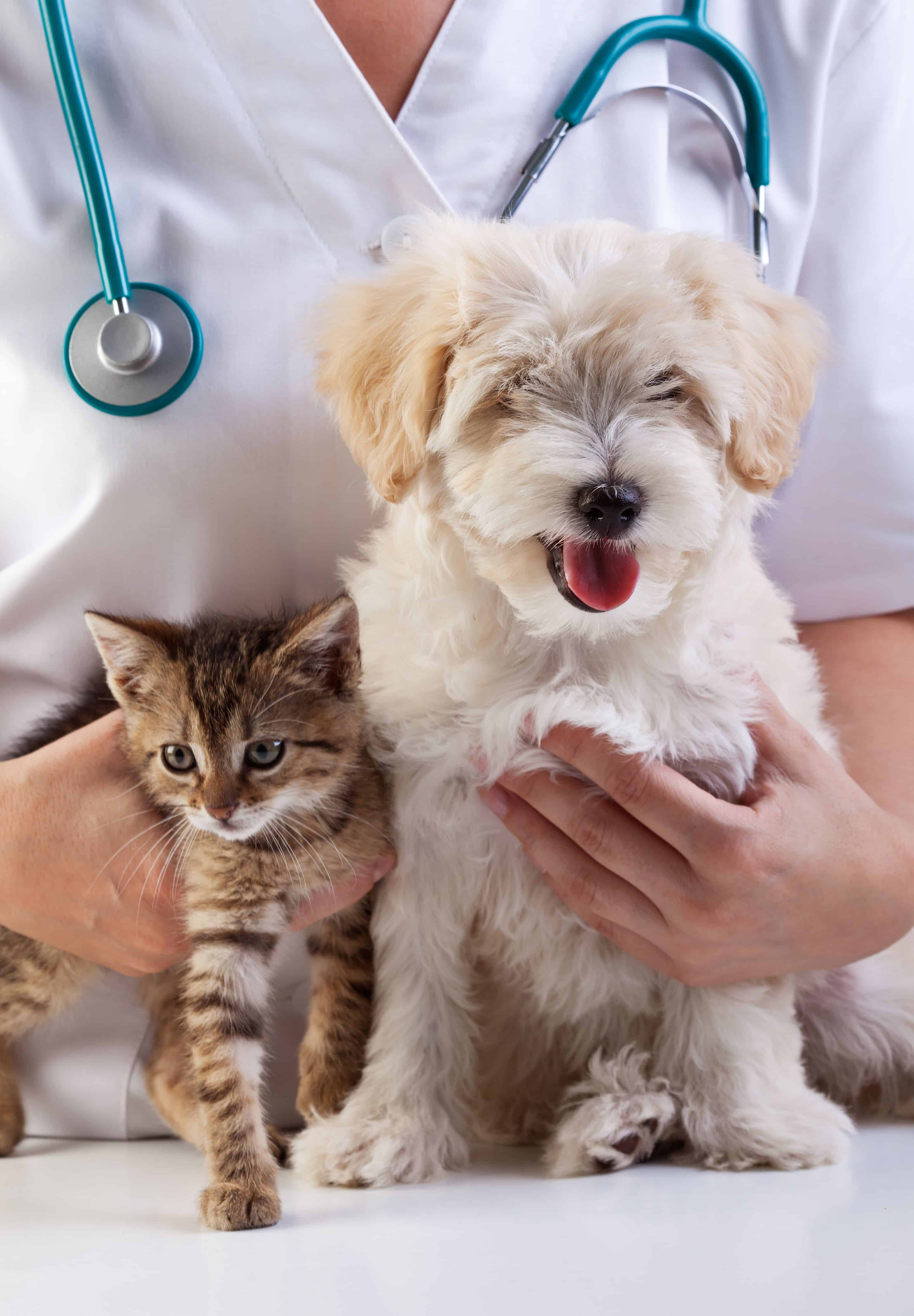 Pet clinic. Ветеринар. Кошки и собаки. Терапия животных. Я ветеринар.