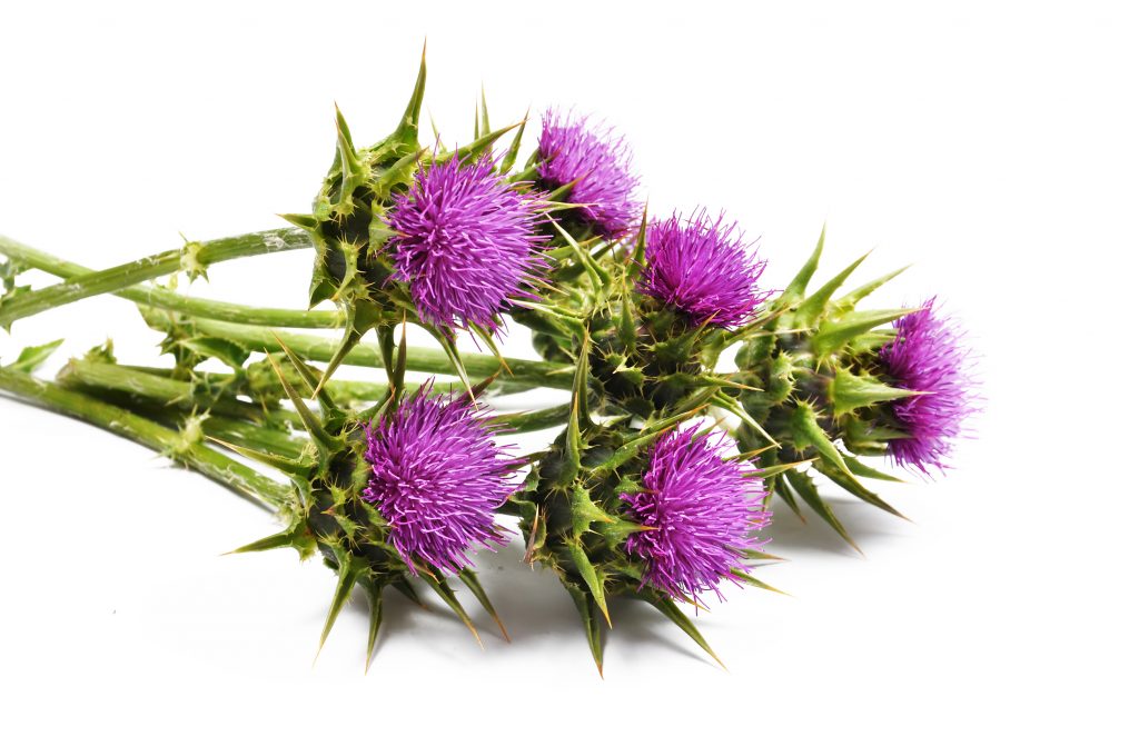 Milk thistle helps alleviate symptoms of OCD.