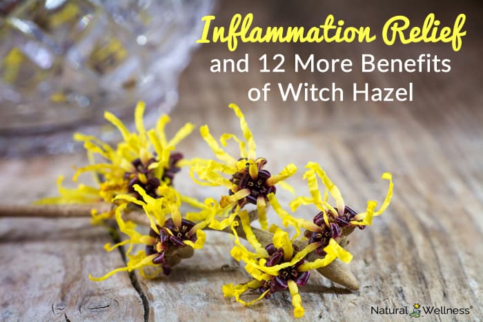 Inflammation Relief and 12 More Benefits of Witch Hazel