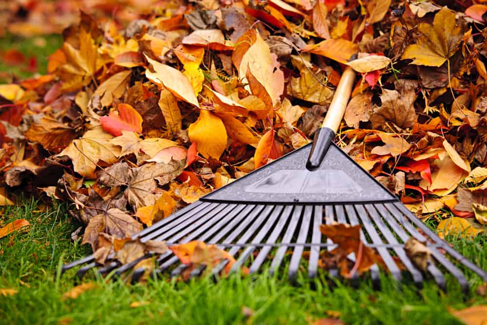 Raking leaves is cardio exercise.