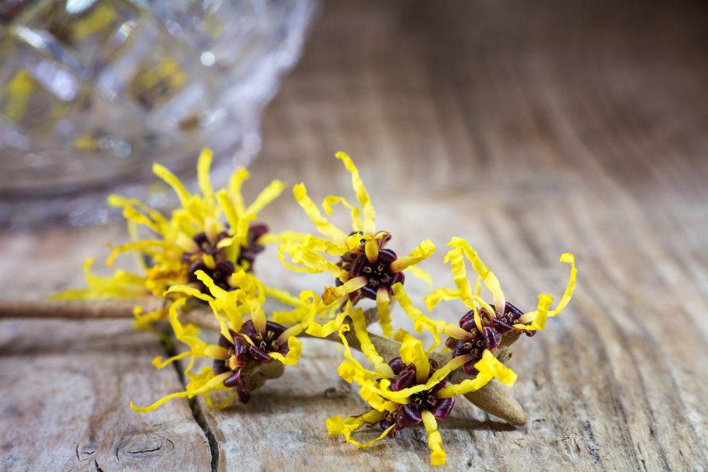 Inflammation Relief and 12 More Benefits of Witch Hazel