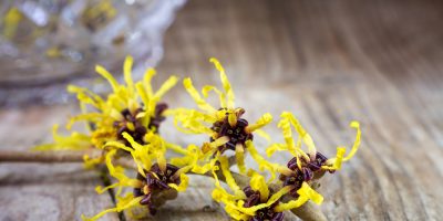 Inflammation Relief and 12 More Benefits of Witch Hazel