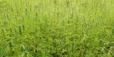 How to Choose the Right CBD Product