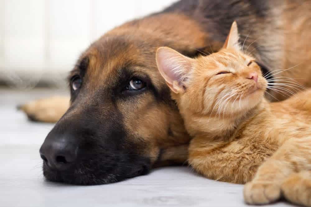 Dogs and cats benefit from probiotics, too!