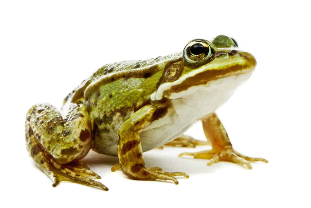 Mosquitoes are a source of food for frogs.