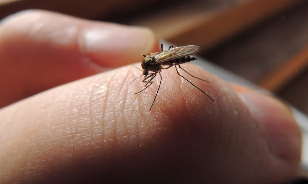 13 Things You Don’t Know About Mosquitoes