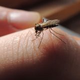 13 Things You Don’t Know About Mosquitoes