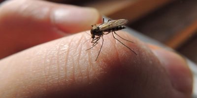13 Things You Don’t Know About Mosquitoes