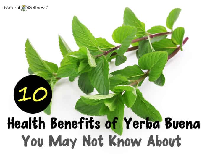 10 Health Benefits of Yerba Buena You May Not Know About