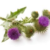 Can I Really Cook with Milk Thistle?