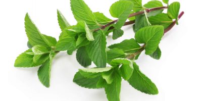 10 Health Benefits of Yerba Buena You May Not Know About