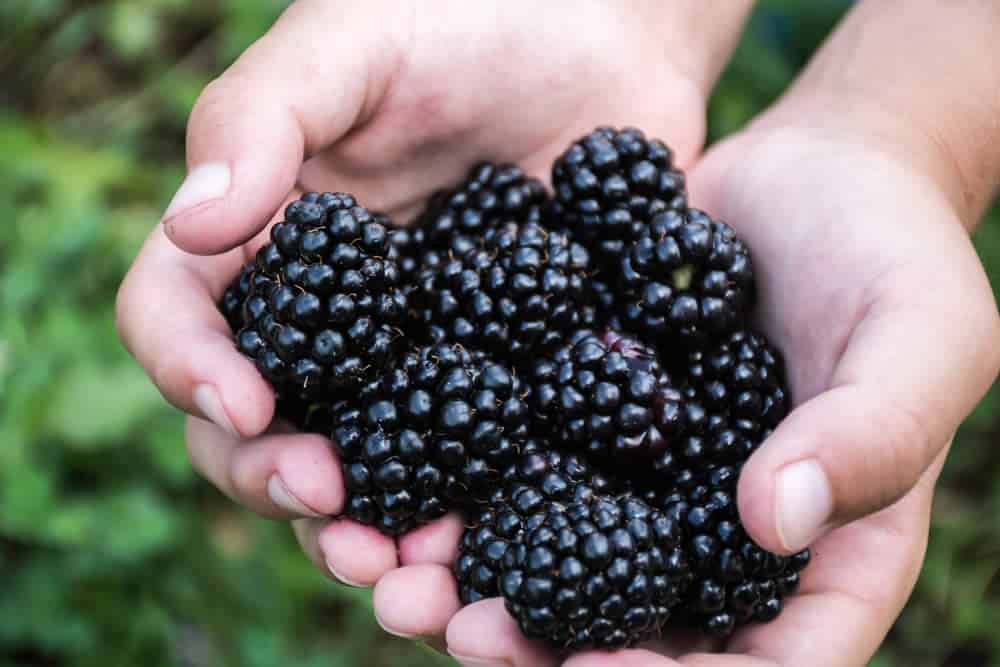 Blackberries are healthy to eat!