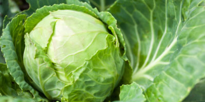 Eat “Green” for St. Patrick’s Day