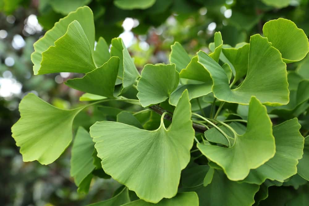 Ginkgo biloba can help support the health of your brain.