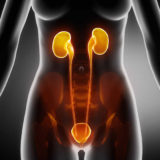 How to Support Bladder Health
