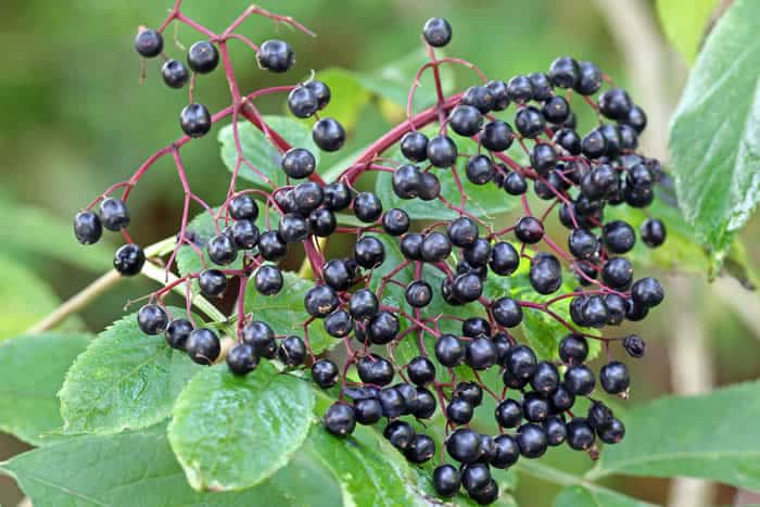 Elderberry can help ward off colds and the flu.