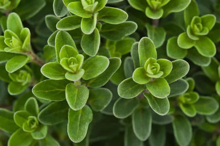 Applying marjoram as a topical cream can help ease pain.