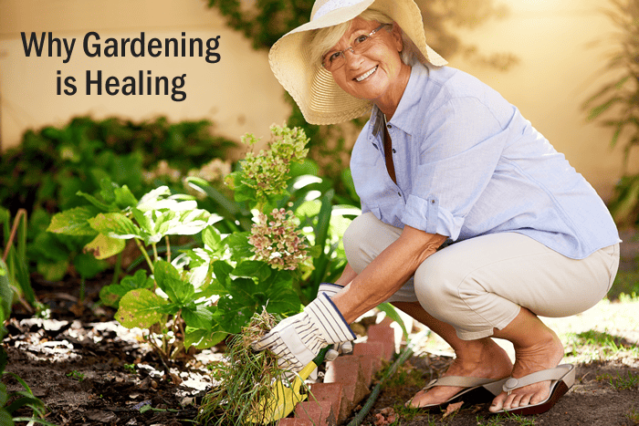 Why Gardening is Healing