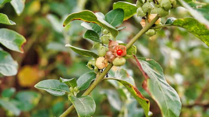 Ashwagandha can help relieve feelings of stress and anxiety.