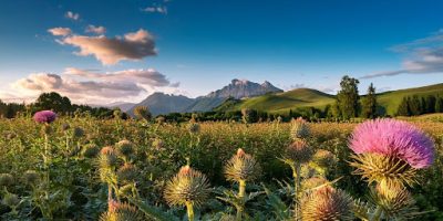 Benefits of Milk Thistle: How It Helps the Liver and Protects Against Free Radicals