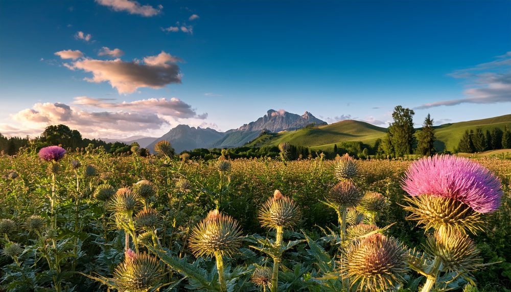 Field of milk thistle