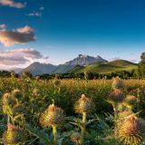 Field of milk thistle